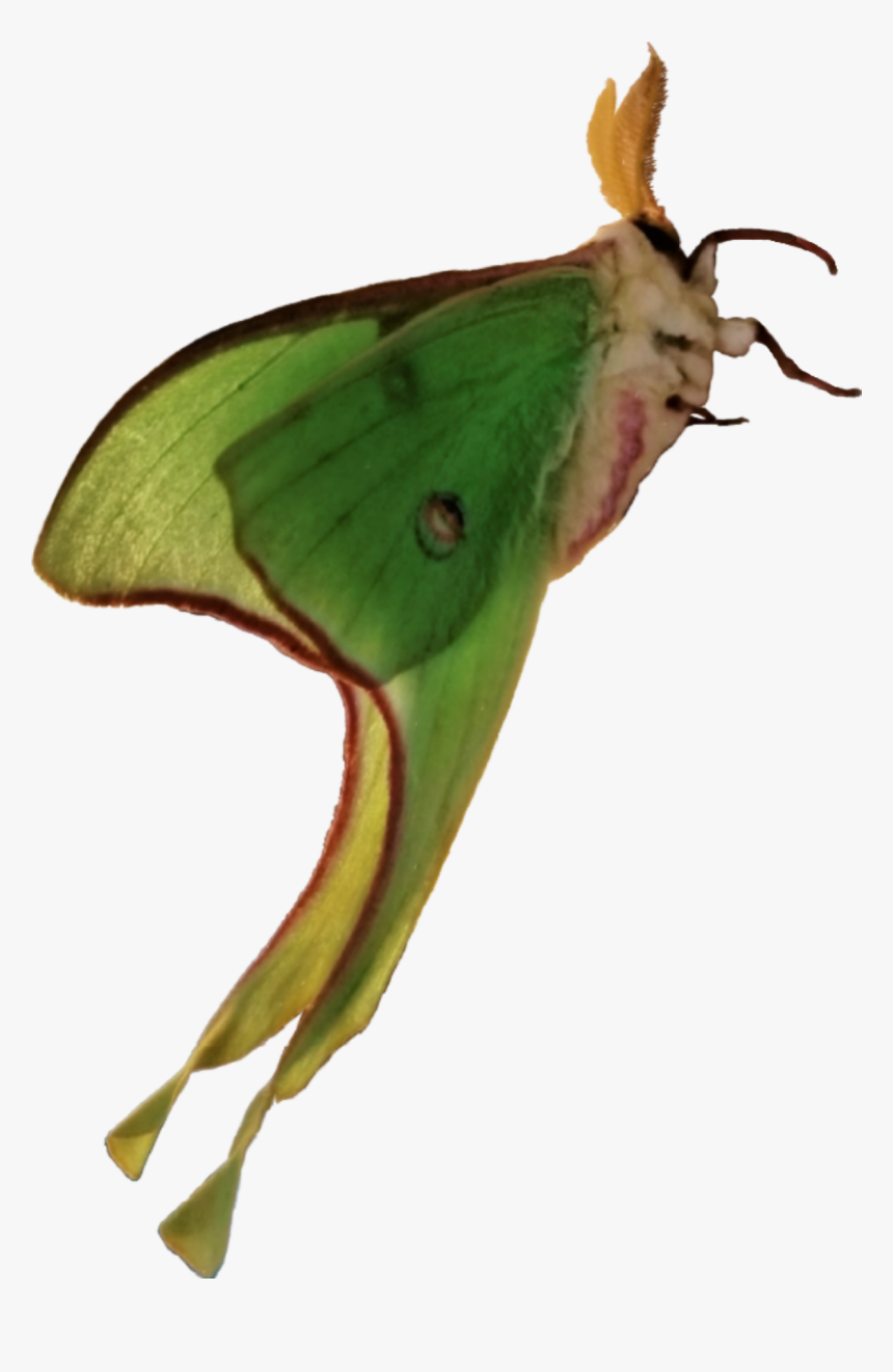 Lunamoth Moth Photography Animal Insect Remixit Luna Moth Hd Png Download Transparent Png Image Pngitem