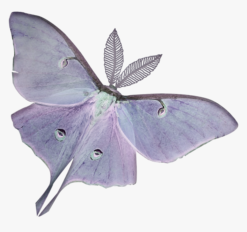 #freetoedit #butterfly - Aesthetic Moth, HD Png Download