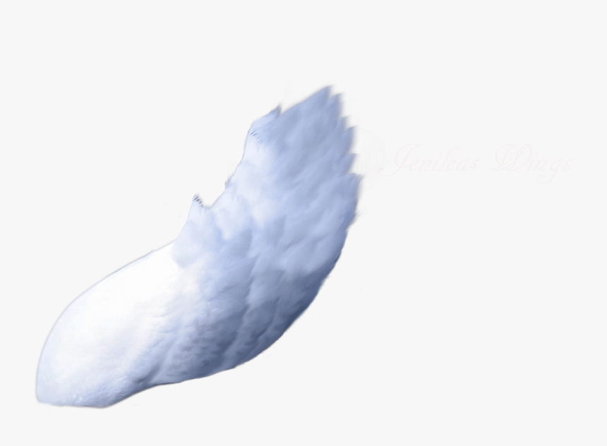 Side Wing Render By - Wings Right Side Png, Transparent Png