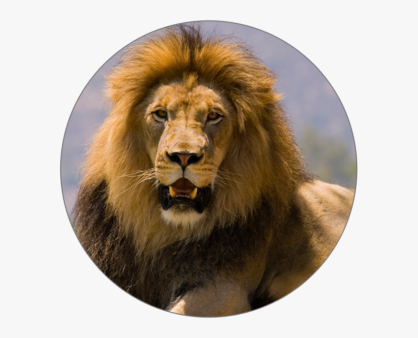 Icon - Masai Lion, HD Png Download