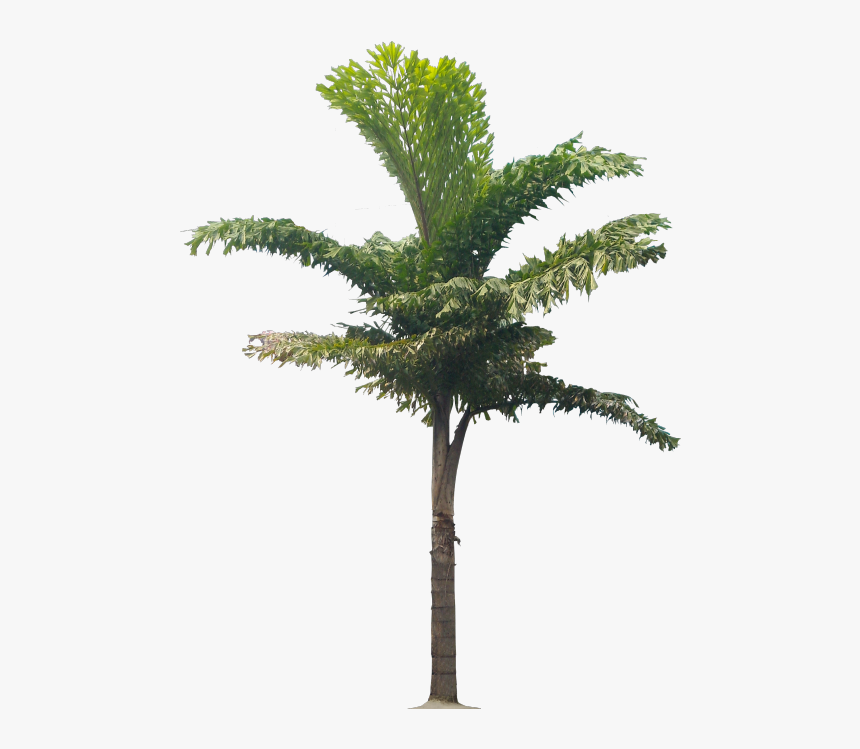 Pond Pine, HD Png Download