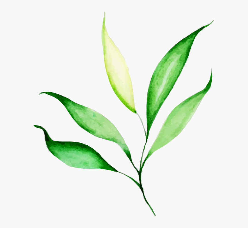 Красивые Фото С Листьями, HD Png Download