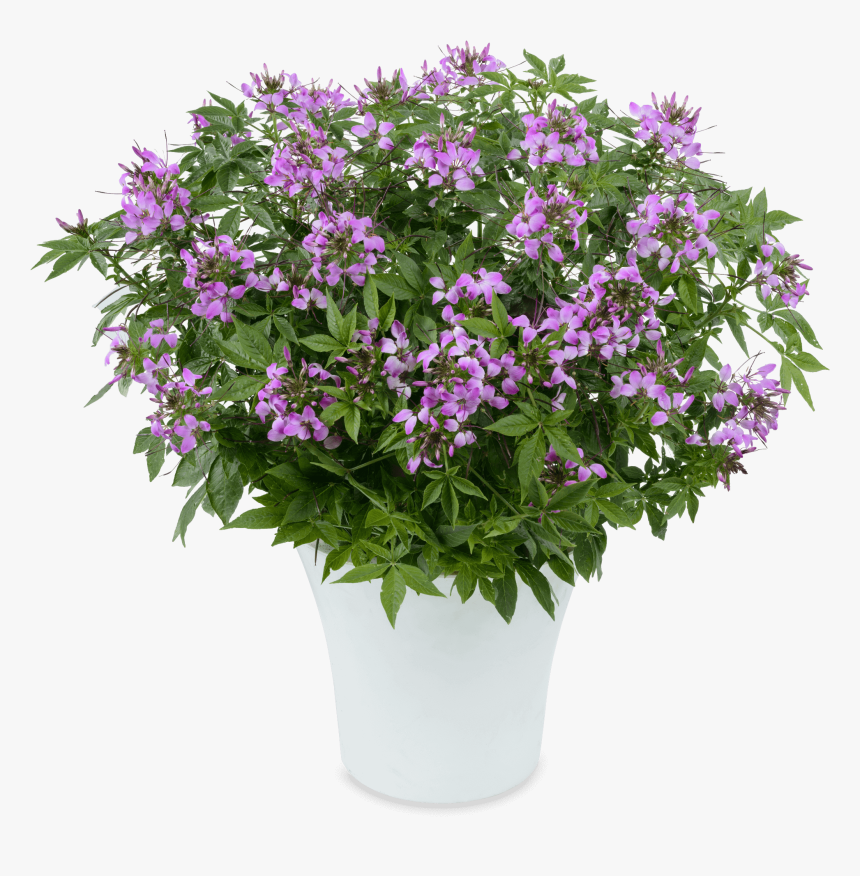 Flor Clio, HD Png Download