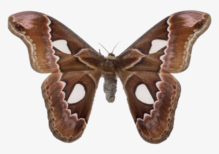 #moths #insects #tumblraesthetic - Aglais Io, HD Png Download