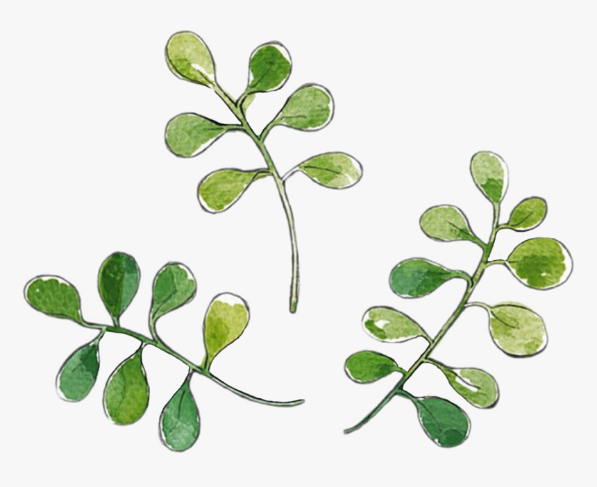 Ilex Vomitoria, HD Png Download