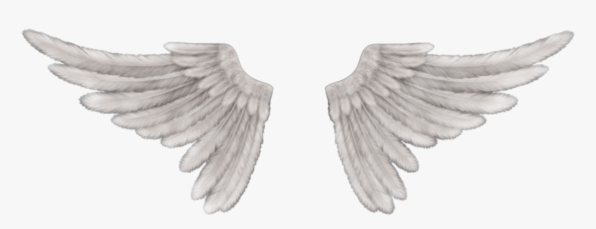 Stock Dove, HD Png Download