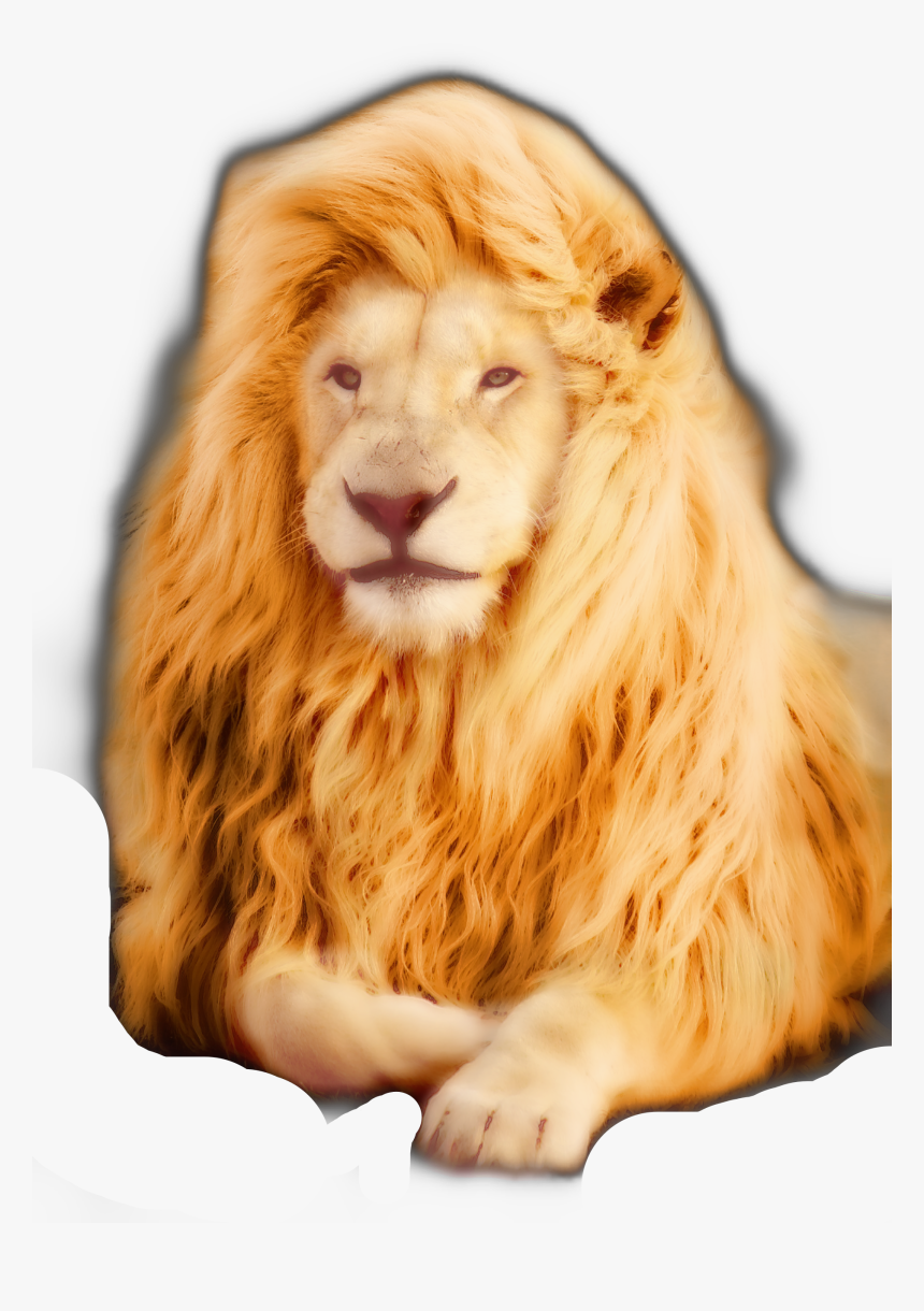 #freetoedit - Lione, HD Png Download