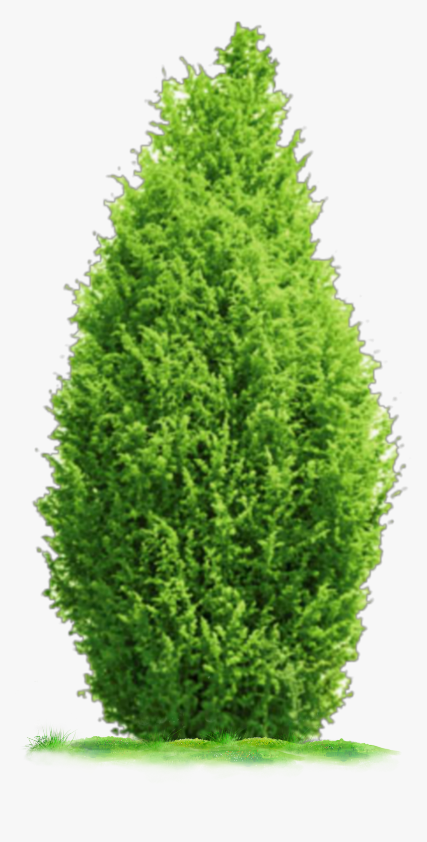 #ftestickers #landscaping #grass #tree #shrub, HD Png Download