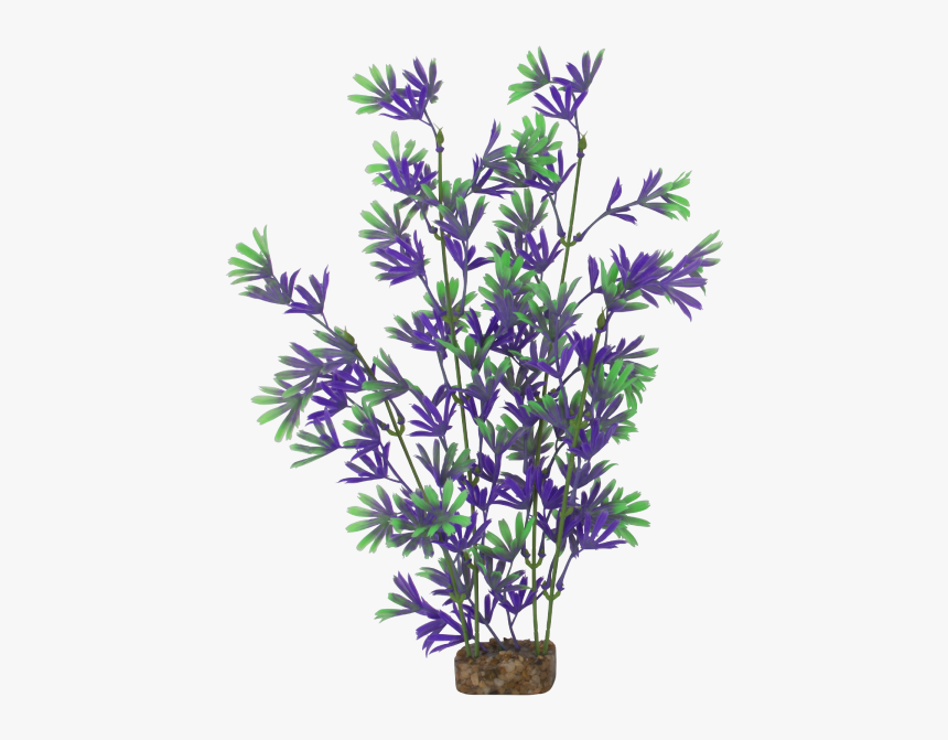 Tetra Glofish X-large Purple/green Plant - Aster, HD Png Download