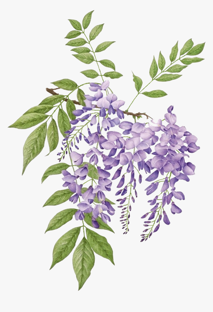 Wisteria Botanical Illustration, HD Png Download