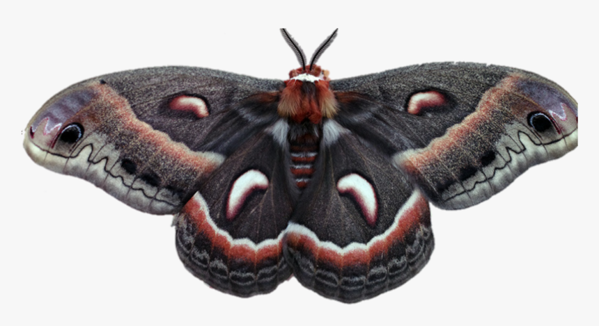 #moth #moths #bugs #wings #fly #flying #bug #nature - Aglais Io, HD Png Download