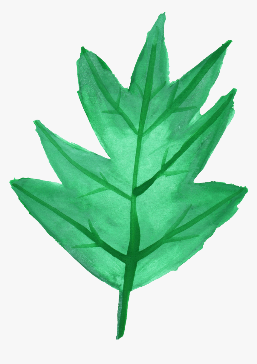 Maple Leaf, HD Png Download