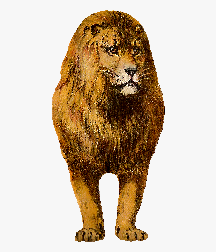 Free Digital Lion Clip Art Animal Graphic Front - Lion, HD Png Download