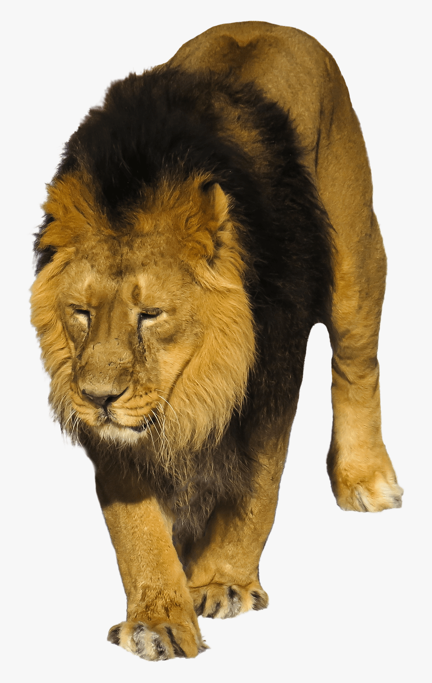 Animales Salvajes Png, Transparent Png