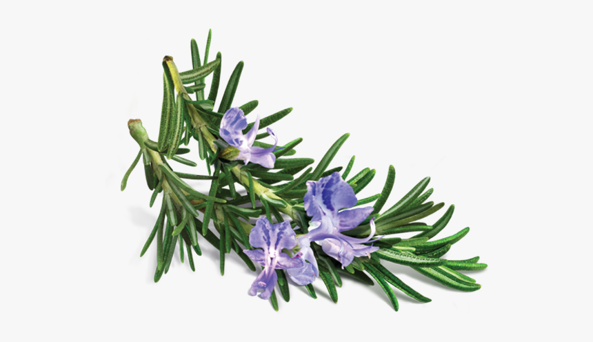 Rosemary Transparent, HD Png Download