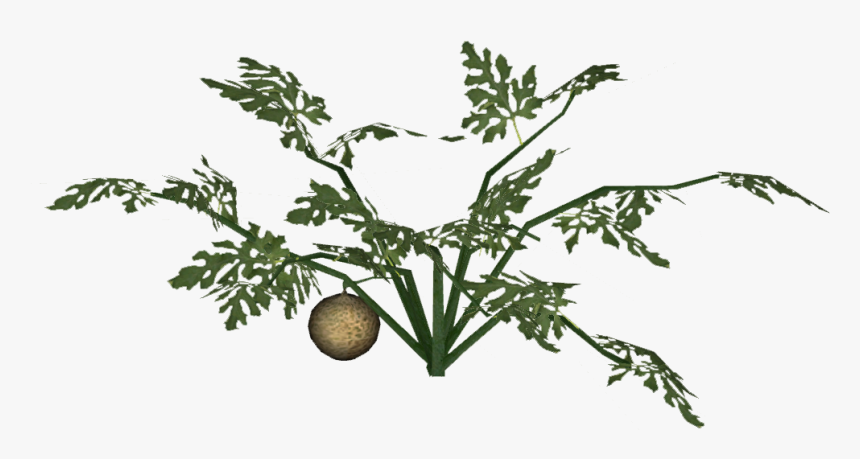 Transparent Cantaloupe Png - Bush Tomato, Png Download