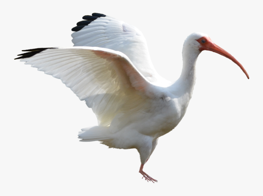 White Wings Stock Photo - White Ibis Png, Transparent Png