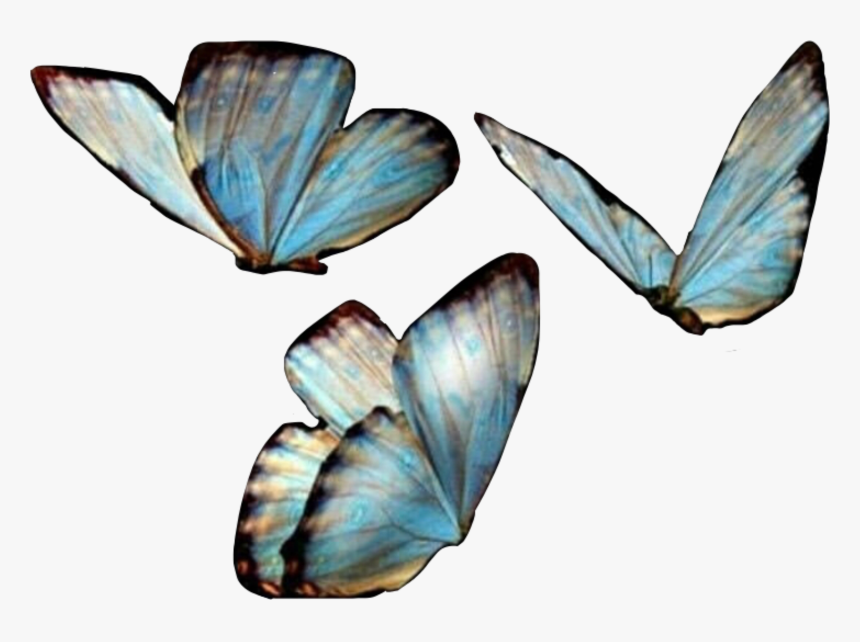 #butterfies #butterfly #butterflywings #blue #freetoedit - Transparent Background Butterfly Png, Png Download