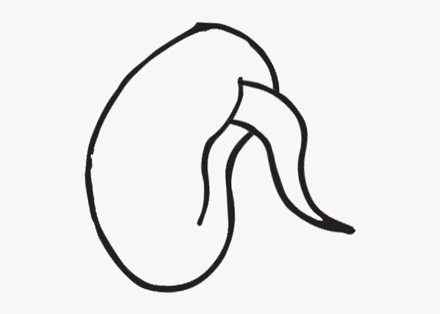 Cliparts For Free Download Life Clipart Life Line And - Line Art, HD Png Download