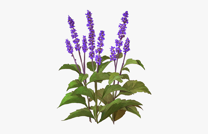 Hyssopus Png, Transparent Png