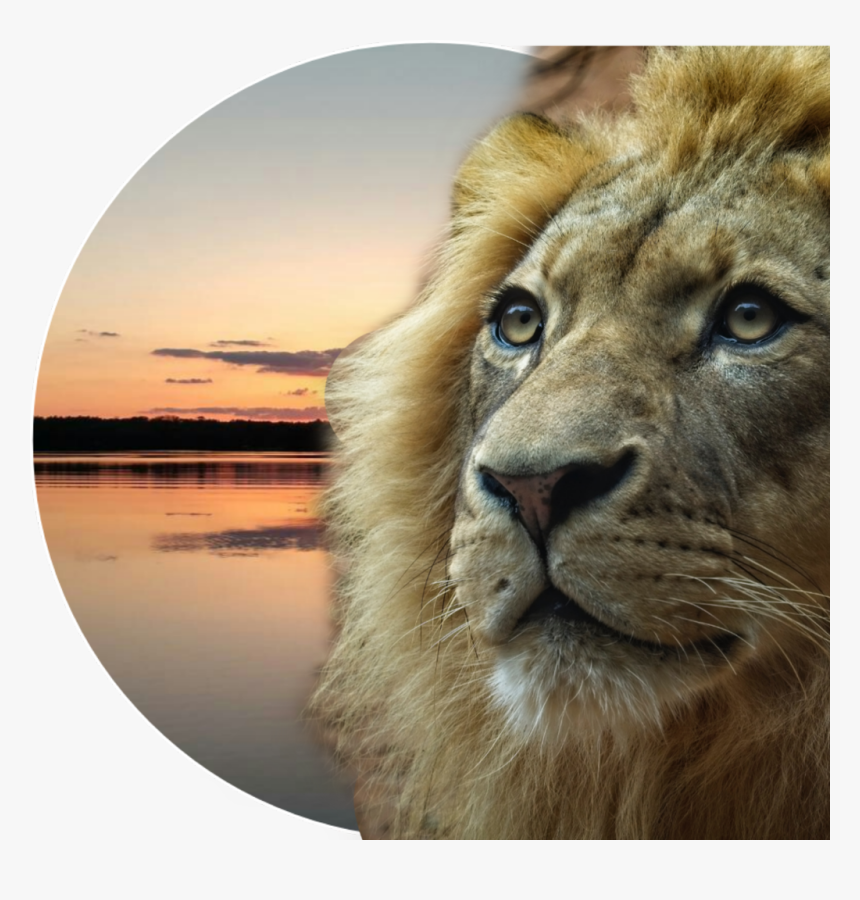 #myedit #lion #lionface #kingofthejungle - Lion, HD Png Download