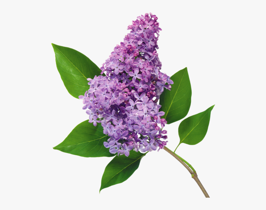 Common Lilac Flower, HD Png Download
