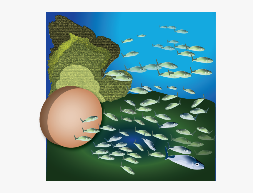 School Of Fish - Creative Arts, HD Png Download