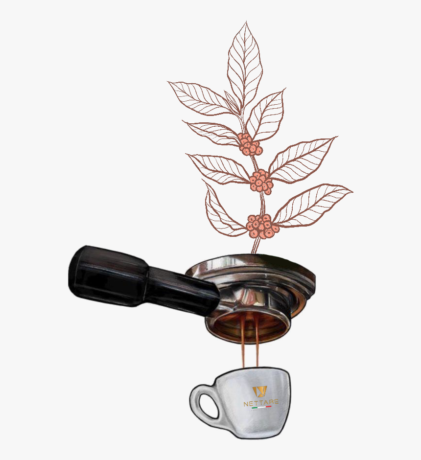 Coffee Tree To Cup, HD Png Download