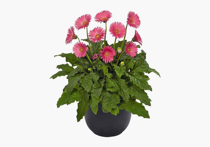 Green Bush Png, Transparent Png