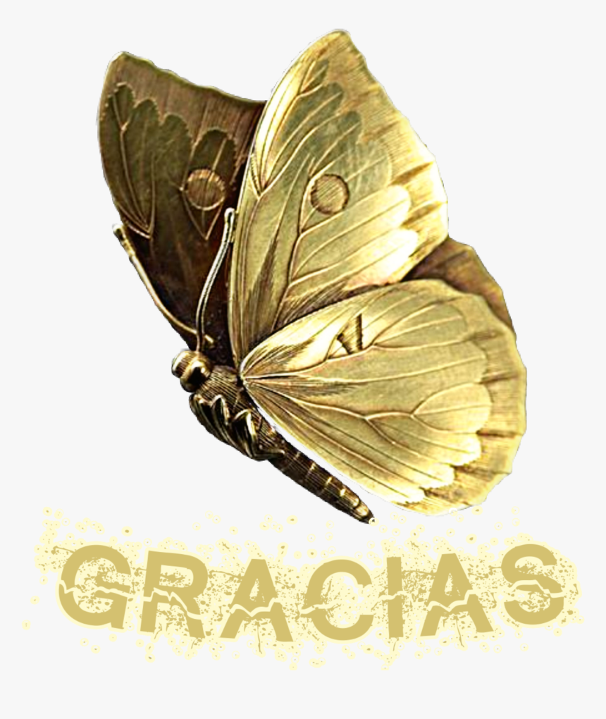 #gracias - Lycaenid, HD Png Download
