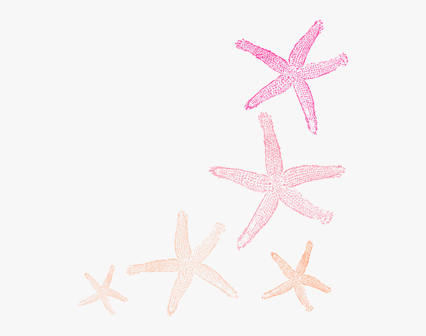 Transparent Starfish Border Clipart - Portable Network Graphics, HD Png Download