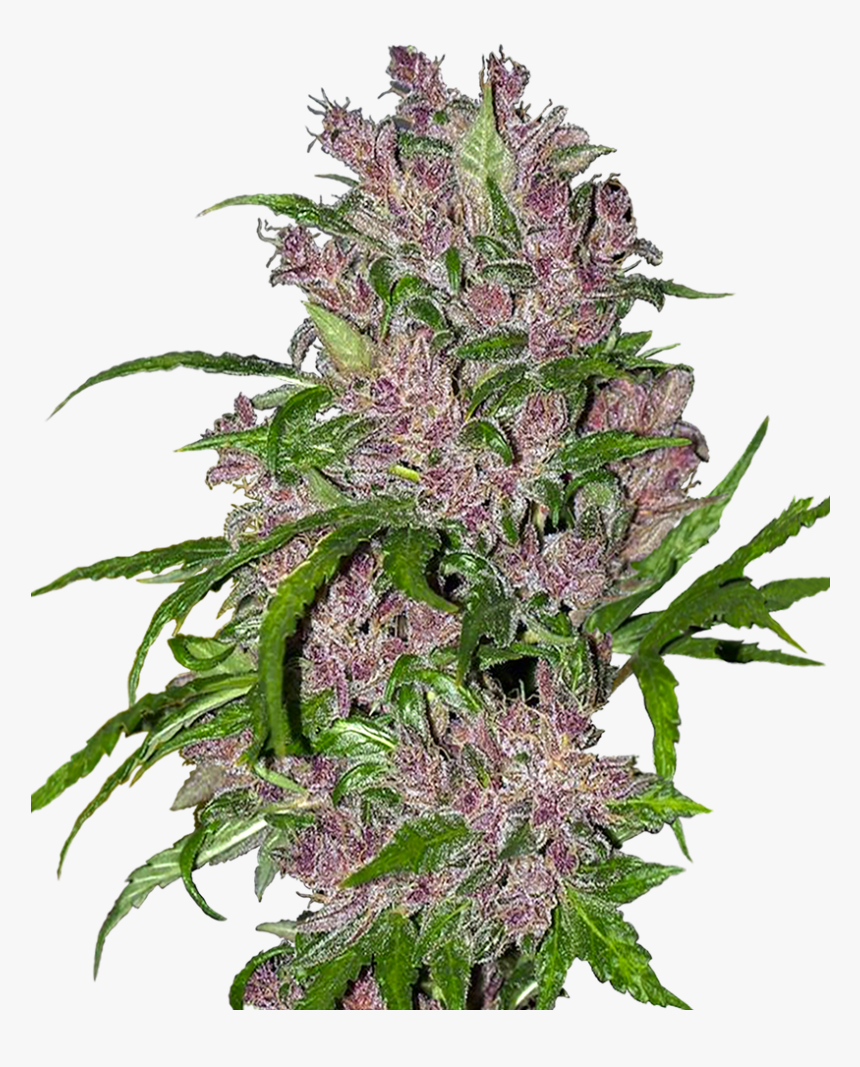 Purple Bud Feminized Seedsman, HD Png Download