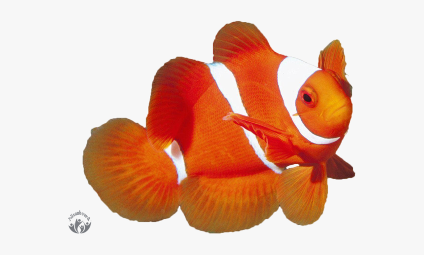 Png Transparent Background Clownfish Png, Png Download