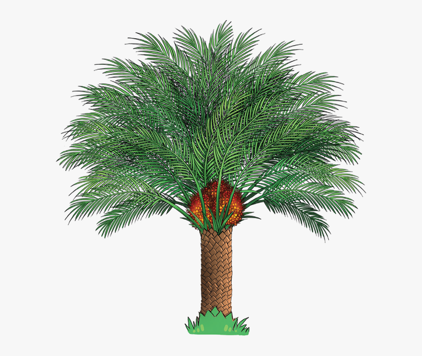 Edupalm - Single Palm Oil Tree, HD Png Download