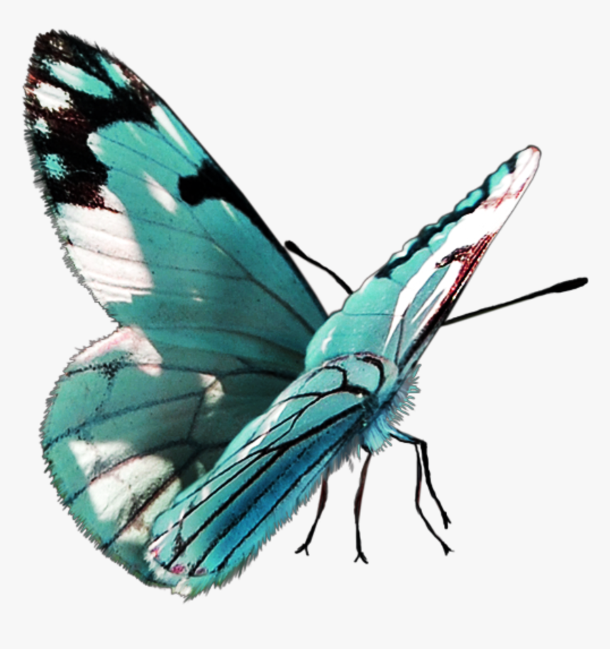 #freetoedit #butterfly - Papilio, HD Png Download