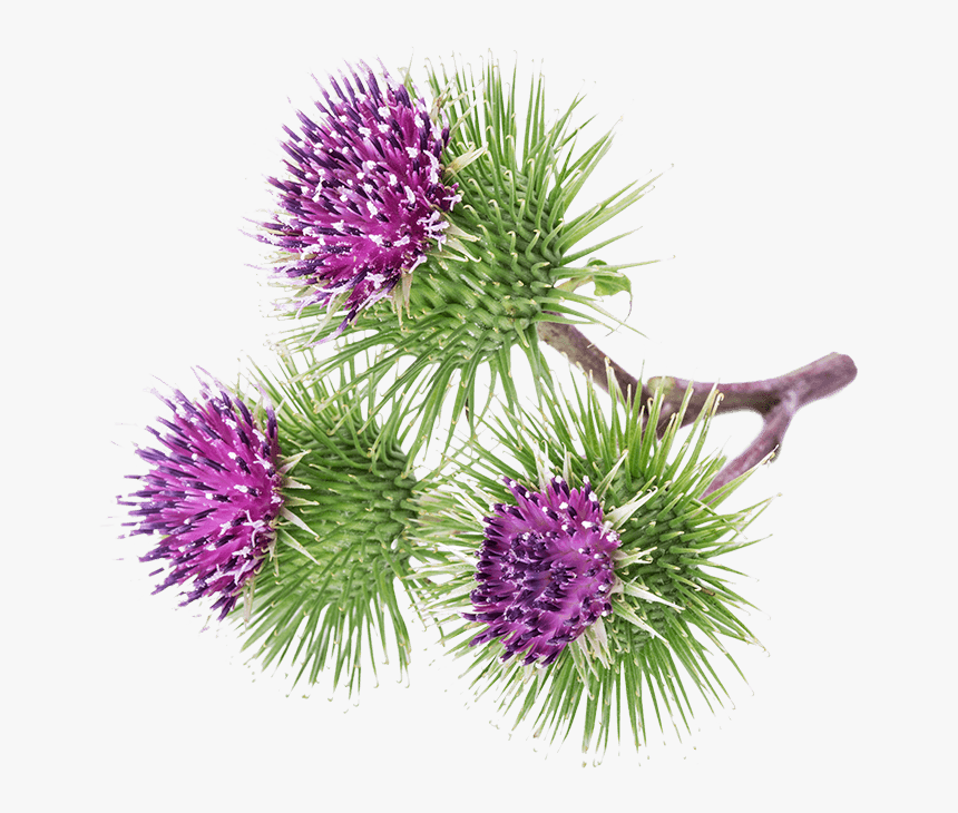 Greater Burdock - Bardana Png, Transparent Png