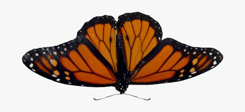 #butterfly #moth #moodboard #png #filler #moodboardfiller - Angangueo, Transparent Png