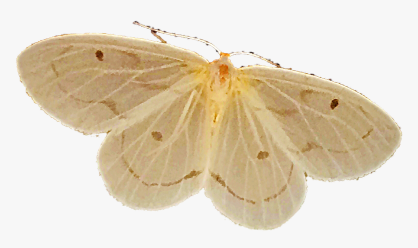 #freetoedit Alexandragabriela737 - - - Gonepteryx Rhamni, HD Png Download