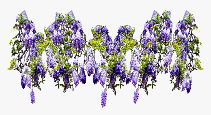 Flower Png Climbing Wide - Wisteria Png, Transparent Png