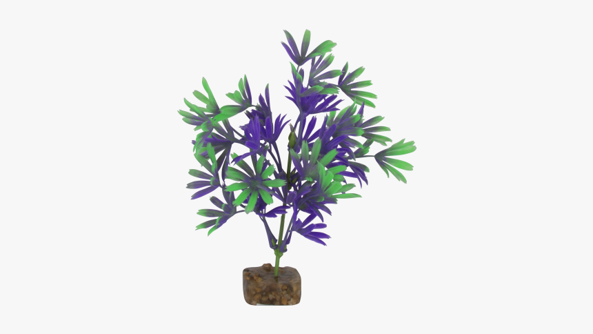 Tetra Glofish Medium Purple/green Plant - Bonsai, HD Png Download