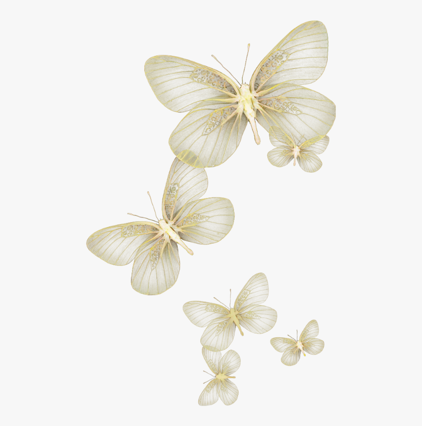 #butterfly #wing #moth #fly #sky #yellow #glitter #wind - Transparent White Butterfly Png, Png Download