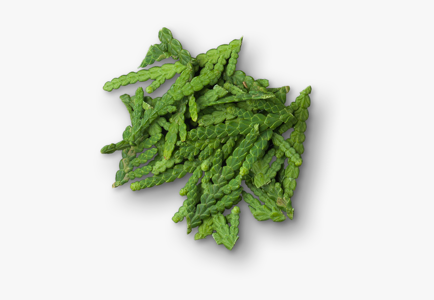 Herbal, HD Png Download