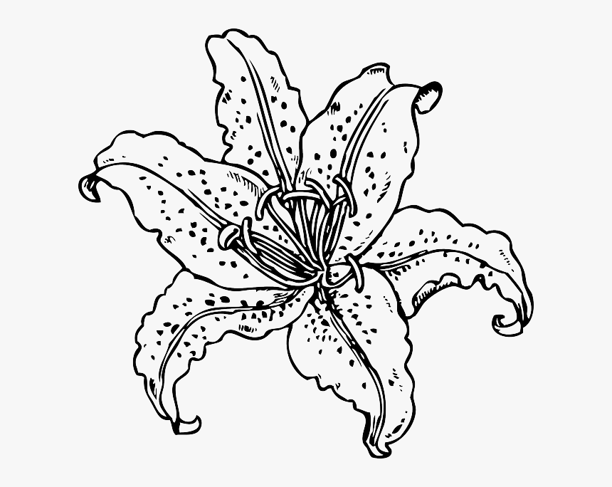 Black, Plants, Flower, White, Plant, Tiger, Tattoo - Real Flower Coloring Pages, HD Png Download