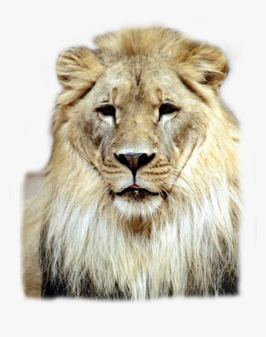 #lion #lions #lionking - Has Have For Grade 1, HD Png Download