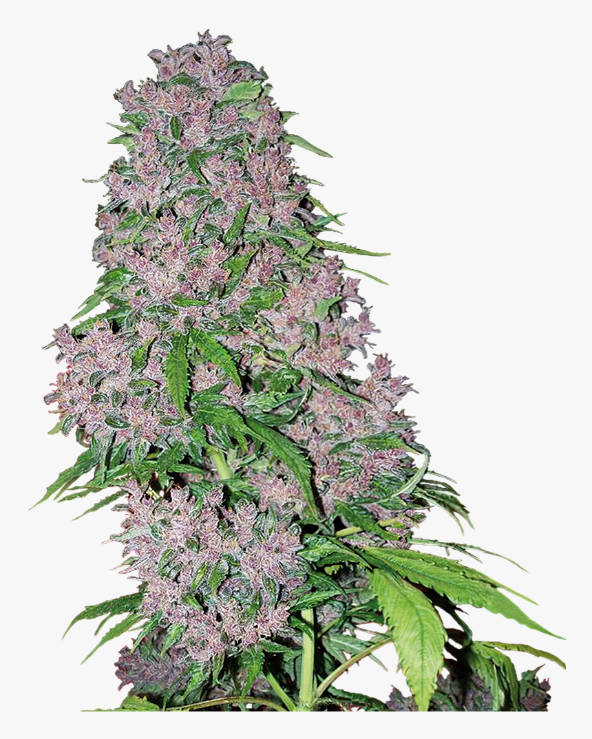 Purple Bud, HD Png Download