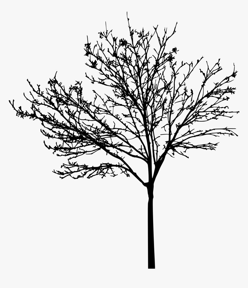 Tree Clip Art - Bare Tree Free Clipart, HD Png Download