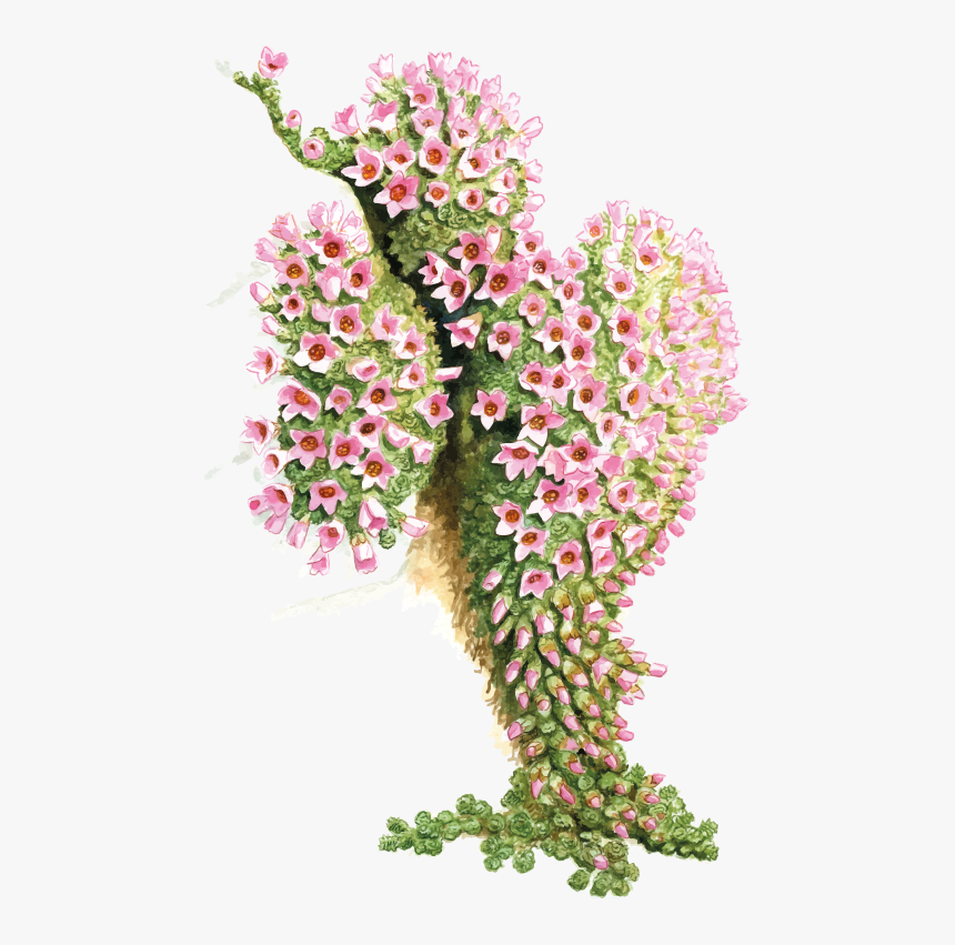 Camera Erba San Giuseppe - Bouquet, HD Png Download