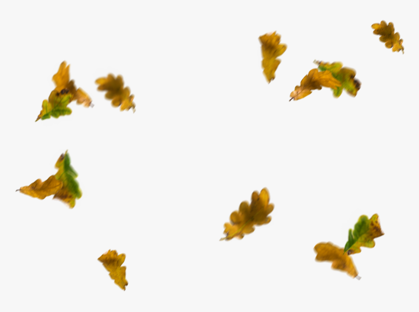 #autumn #fall #leaves #leaf - Illustration, HD Png Download