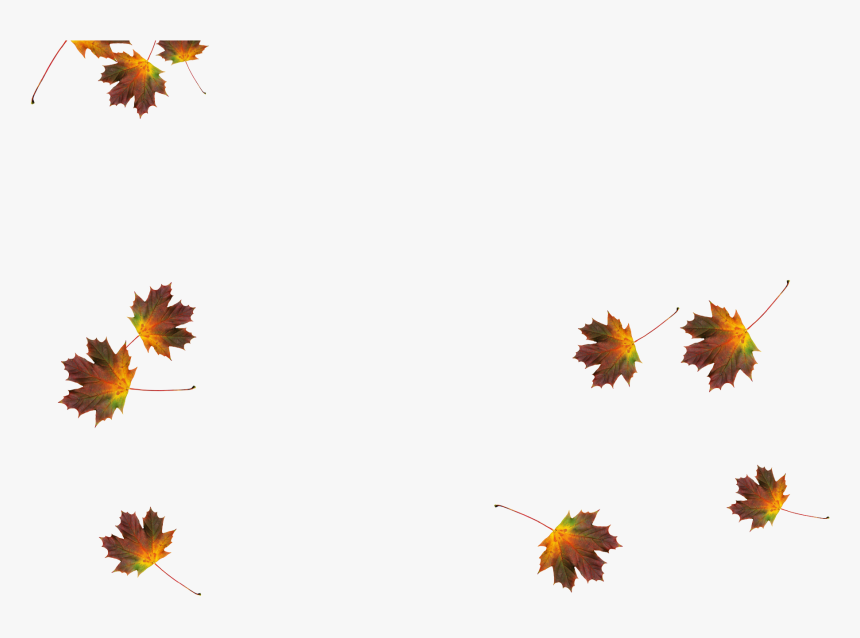 African Daisy, HD Png Download