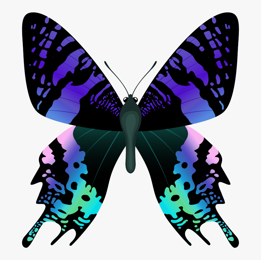 Imagens De Borboletas Bonitas, HD Png Download